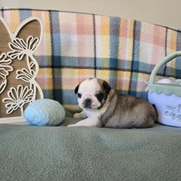 Boy 1 Panda - Brindle male Pug puppy in Auburn, Kentucky from Prentice Family Pugs