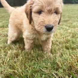 Red - Cream male Goldendoodle puppy in Winston, Georgia from Grandview Goldendoodles
