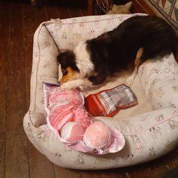 Miniature Australian Shepherd and Toy Australian Shepherd All Grown Up from Elk Creek Aussies