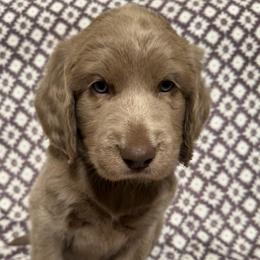 August - female Long Haired Weimaraner puppy in Blanchardville, Wisconsin from Northern Bluegrass Weimaraners