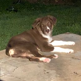 River - Australian Shepherd