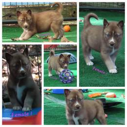 Faolan Female 1 - Red and white female Siberian Husky puppy in Hiawassee, Georgia from Chastains Huskies