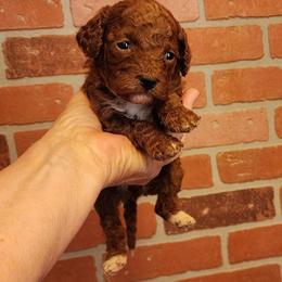 Mini Red Collar Girl - Red  female Goldendoodle puppy in Los Molinos Ca, California from Sunshine Sanctuary Doodles