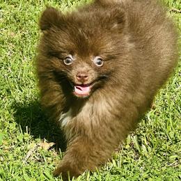 Cappuccino - Chocolate parti male Pomeranian puppy in Monroe, Georgia from Beastly Beauties Huskies & Pomskies