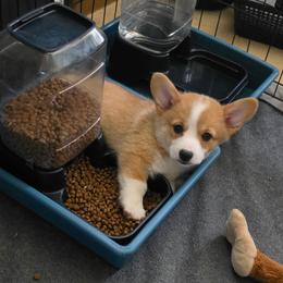 Alex - Red female Pembroke Welsh Corgi puppy in Joplin, Missouri from Crescent Meadows Pembrokes