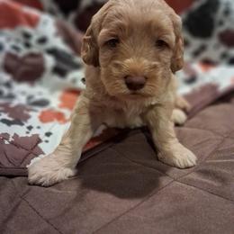 Miles - Apricot male Aussiedoodle puppy in Mena, Arkansas from Ouachita River Cockapoos