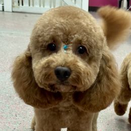 Cavapoos, Cockapoos, and Poodles from Benji’s Cockapoos