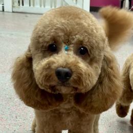 Cavapoos, Cockapoos, and Poodles from Benji’s Cockapoos