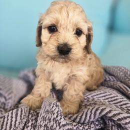 Daisy - Apricot female Assorted Doodle Crosses puppy in Riverdale, Utah from Holly Jolly Dachshunds