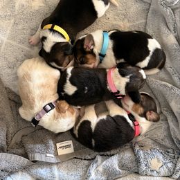 Beagle puppies from Prairie Tail Beagles