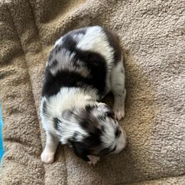 Angus - Blue merle male Australian Shepherd puppy in Albertville, Alabama from Salt Creek Aussies