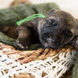 German Shepherd Puppies from Platz German Shepherds