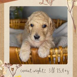 Lily - Apricot female Goldendoodle puppy in Asheboro, North Carolina from Magnolia Farm Doodles
