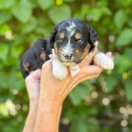Wendy - Tri-color female Bernedoodle puppy in Bellville, Ohio from Bernedoodle Buddies