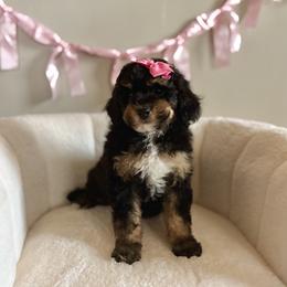 Cinderella - Tri-color female Bernedoodle puppy in Munster, Indiana from Miranda’s Sunshine Poodles and Doodles