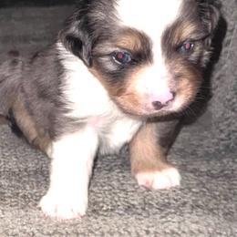 Steel - Blue merle male Toy Australian Shepherd puppy in Stephenville, Texas from Rising JM Pembrokes