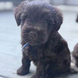 June Bug - Liver male Miniature Schnauzer puppy in Salisbury, North Carolina from Truffle Tail Schnauzers