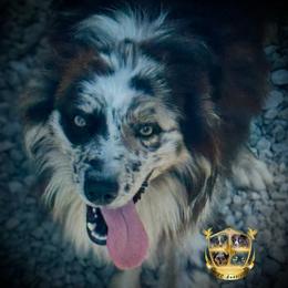 Munchkin - Australian Shepherd