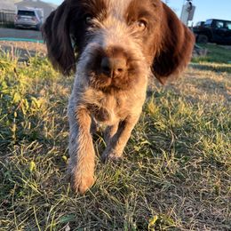 Uncle Sam - Brown and gray male Wirehaired Pointing Griffon puppy in Grangeville, Idaho from Happy Hollow Griffons