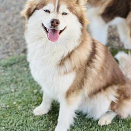 Daphne - Pomsky