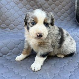 Diesel - Blue merle male Miniature Australian Shepherd puppy in Lebanon, Oregon from Two Pines Mini Aussies