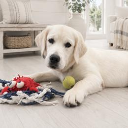 Brynn - Golden Retriever