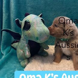 Australian Shepherds from Oma K’s Aussies