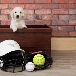 Ms Pink - Light golden Golden Retriever puppy in Sheridan, Indiana from Majestic Manor Goldens
