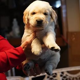 Golden Retriever and Goldendoodle Puppies from Guppy Puppies