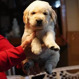 Golden Retriever and Goldendoodle Puppies from Guppy Puppies