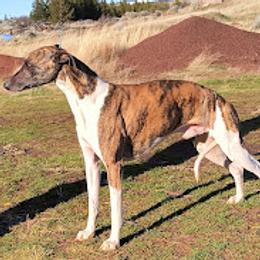 AMULET RICOCHET ROMANCE - Red brindle male Whippet puppy in Goldendale, Washington from Amulet Charm