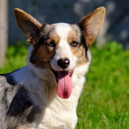 Star - Cardigan Welsh Corgi