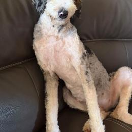 Livy Lou - Bernedoodle