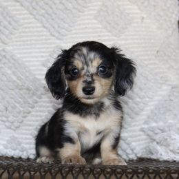 Boy 1 dapple - Dapple male Dachshund puppy in Pontotoc, Mississippi from Doubletake Doodles & Dachshunds