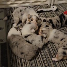 Australian Shepherd Puppies from Folklore Australian Shepherds