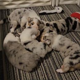 Australian Shepherd Puppies from Folklore Australian Shepherds