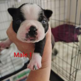 Male 1 - Black and white male Boston Terrier puppy in Headland, Alabama from Crystal Carlisle's Boston Terriers