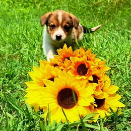 Martha Washington - Sable and white female American Corgi puppy in Gouverneur, New York from St. Lawrence Corgis