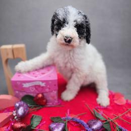 Clover - Blue merle female Aussiedoodle puppy in Wilkinsville, South Carolina from Feather Branch Farm and Kennel