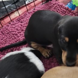 Dachshund Puppies from Happy Acres  Miniature Dachshunds