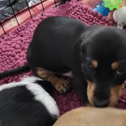 Dachshund Puppies from Happy Acres  Miniature Dachshunds
