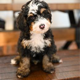 Aston - Tri-color male Bernedoodle puppy in Tucson, Arizona from Sun Valley Goldendoodles