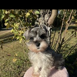Jagger - Salt and pepper male Miniature Schnauzer puppy in Jayess, Mississippi from Barbara Clark