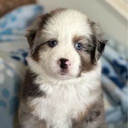 Miniature Australian Shepherd and Toy Australian Shepherd Puppies from Bar C Toy & Mini Aussies