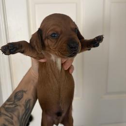 Fenrir - Red male Dachshund puppy in Conroe, Texas from R&M Dachshunds