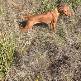 Malarkey - Vizsla