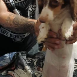 Chaser - Dachshund