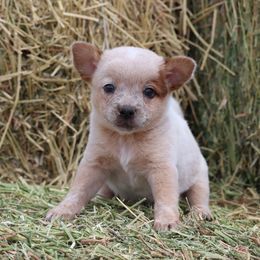 Boone - Red speckled male Australian Cattle Dog puppy in Tucson, Arizona from Soqui Ortiz Cattle Ranch