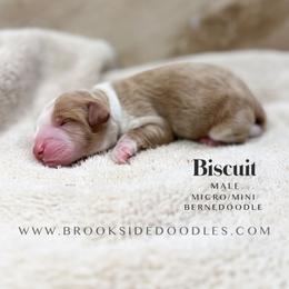 Biscuit - Red male Bernedoodle puppy in Temecula, California from Brookside Bernedoodles