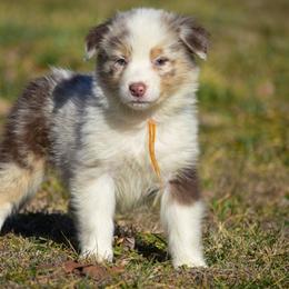 Orange girl - Red merle female Australian Shepherd puppy in Clarkrange, Tennessee from Vom Wolff